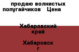 продаю волнистых попугайчиков › Цена ­ 700 - Хабаровский край, Хабаровск г. Животные и растения » Птицы   . Хабаровский край,Хабаровск г.